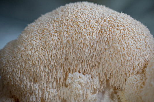 Mycelium Vs Fruiting Body