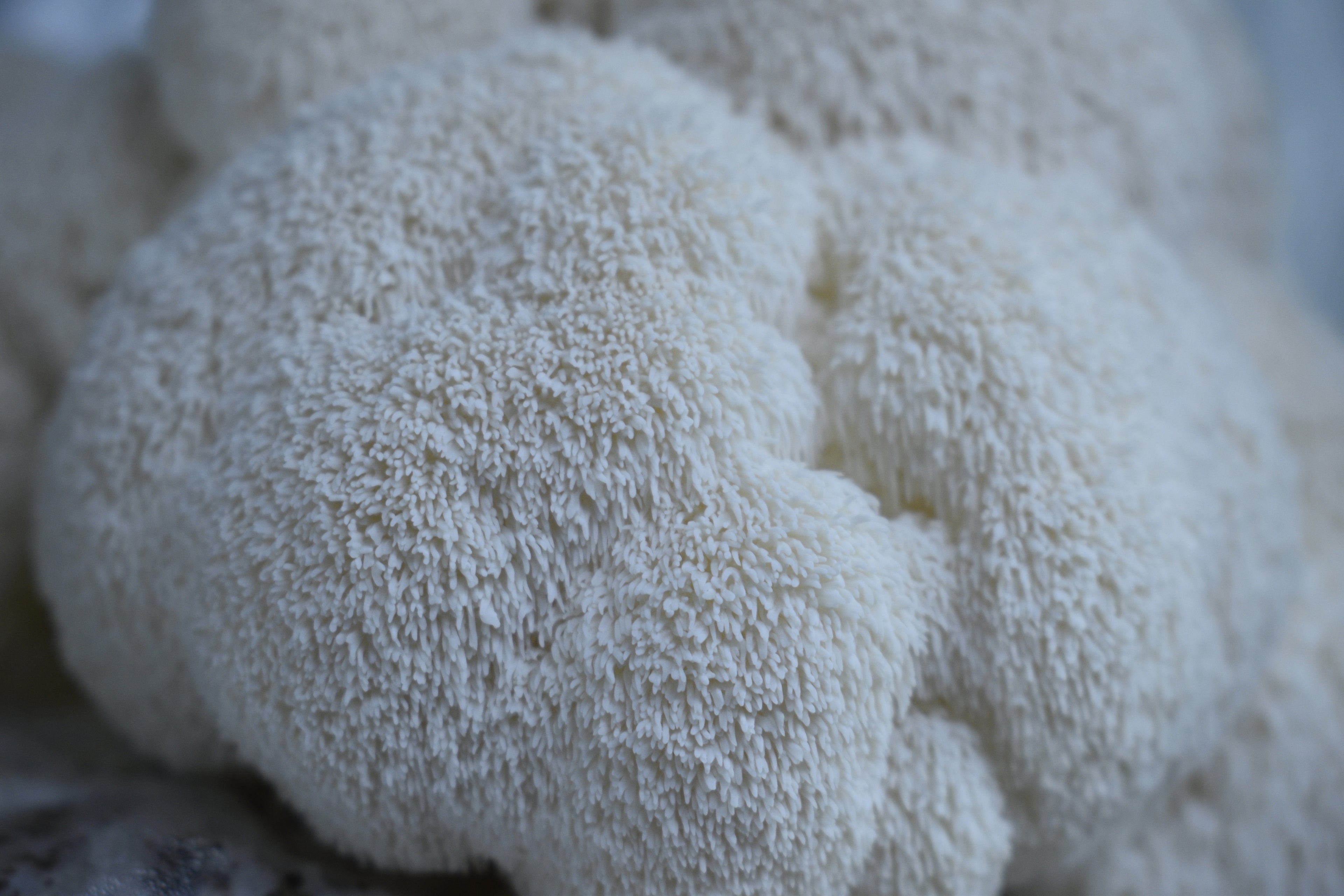 Fresh Lions Mane Mushroom