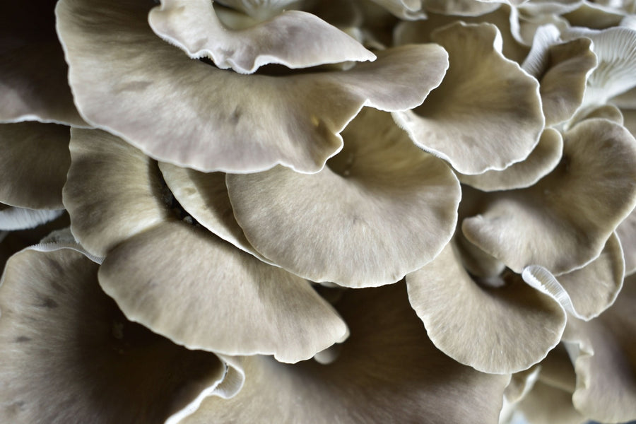 Fresh Italian Brown Oyster Mushroom - Florida Shroom King