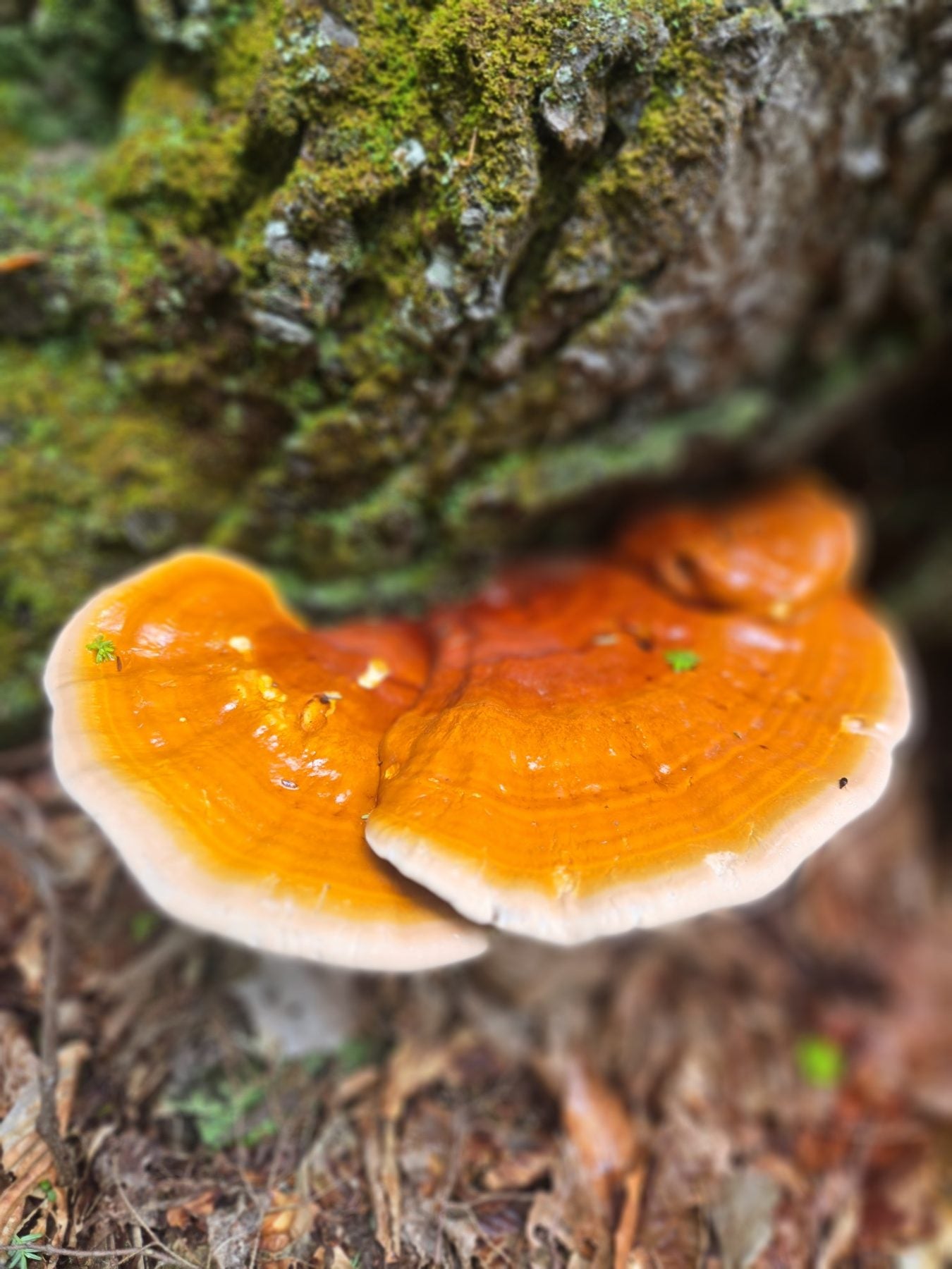 Reishi