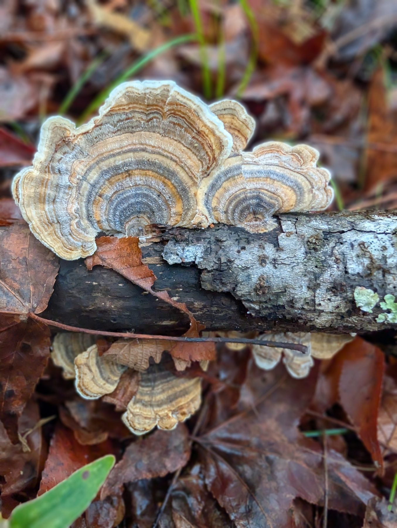 Turkey Tail