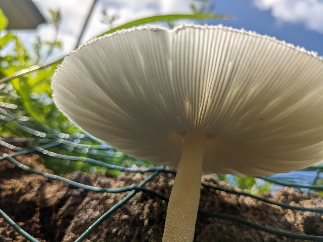 Mycoremediation: The Mushroom Solution to Pollution