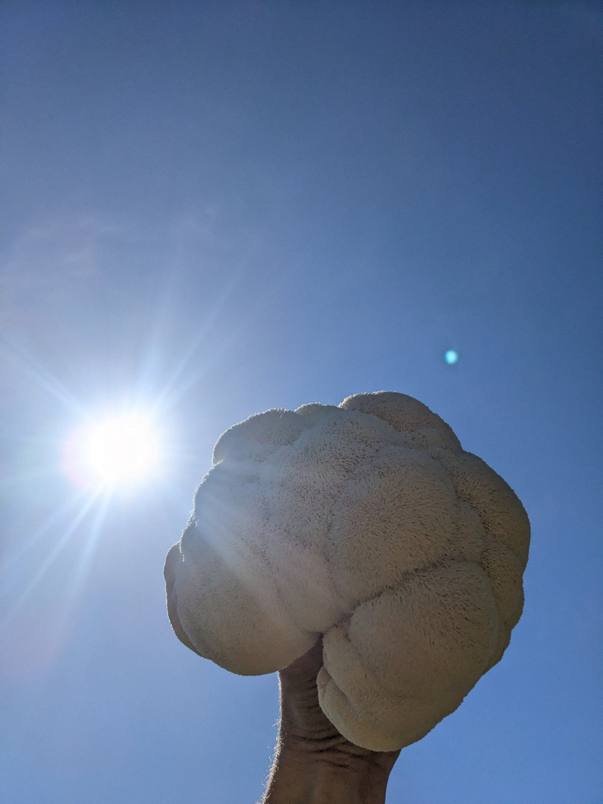 Make Your Own Lion’s Mane Powder Supplement - Florida Shroom King
