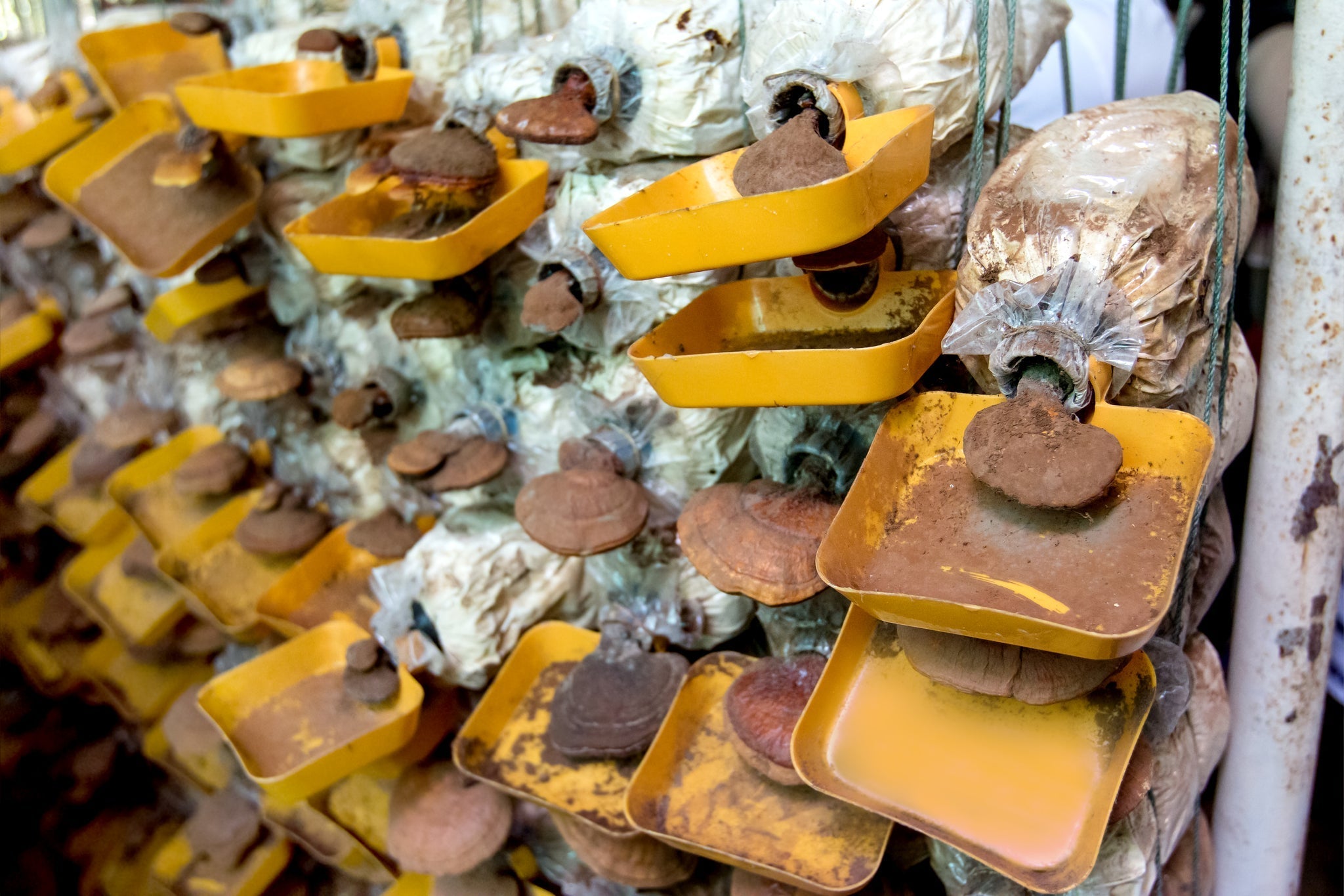 4 Reasons to Choose Domestically Grown Mushrooms - Florida Shroom King