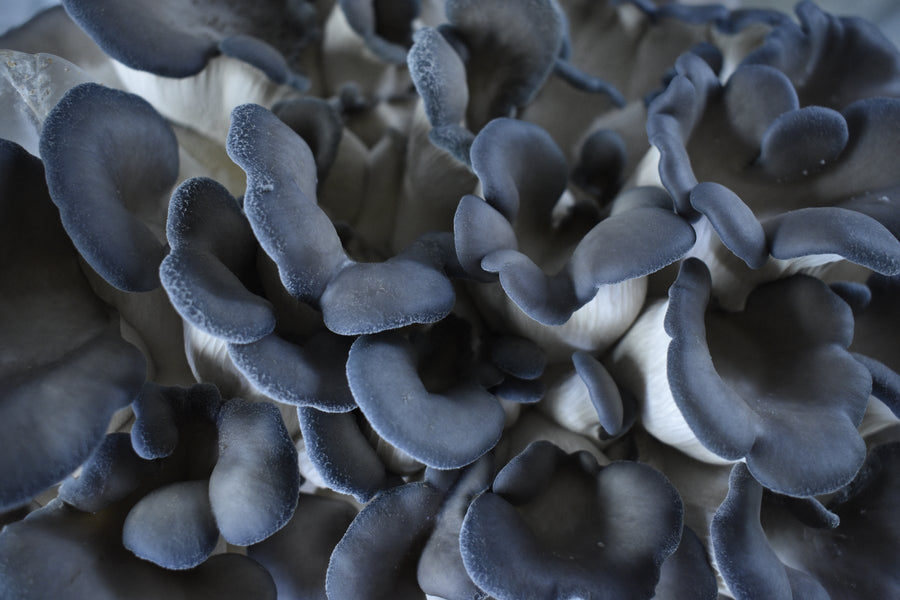 Fresh Blue Oyster Mushroom - Florida Shroom King