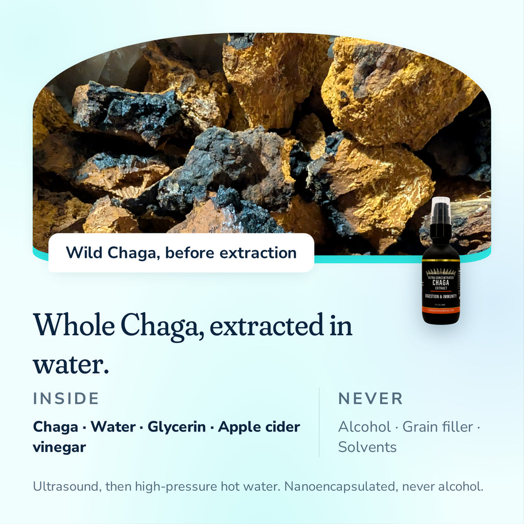 Whole wild Chaga extracted in water, no alcohol, grain filler or solvents