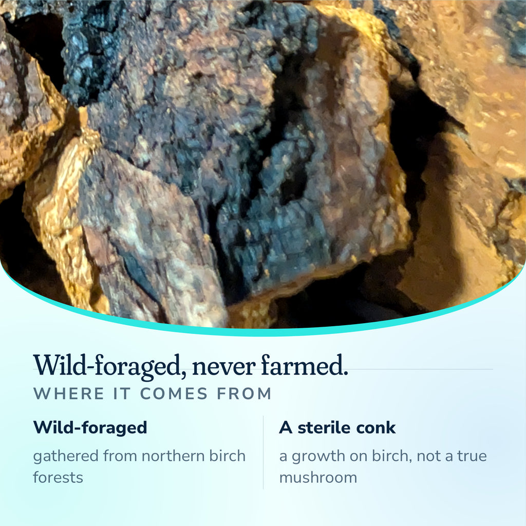 Wild-foraged Chaga gathered from northern birch forests, never farmed, a sterile conk on birch