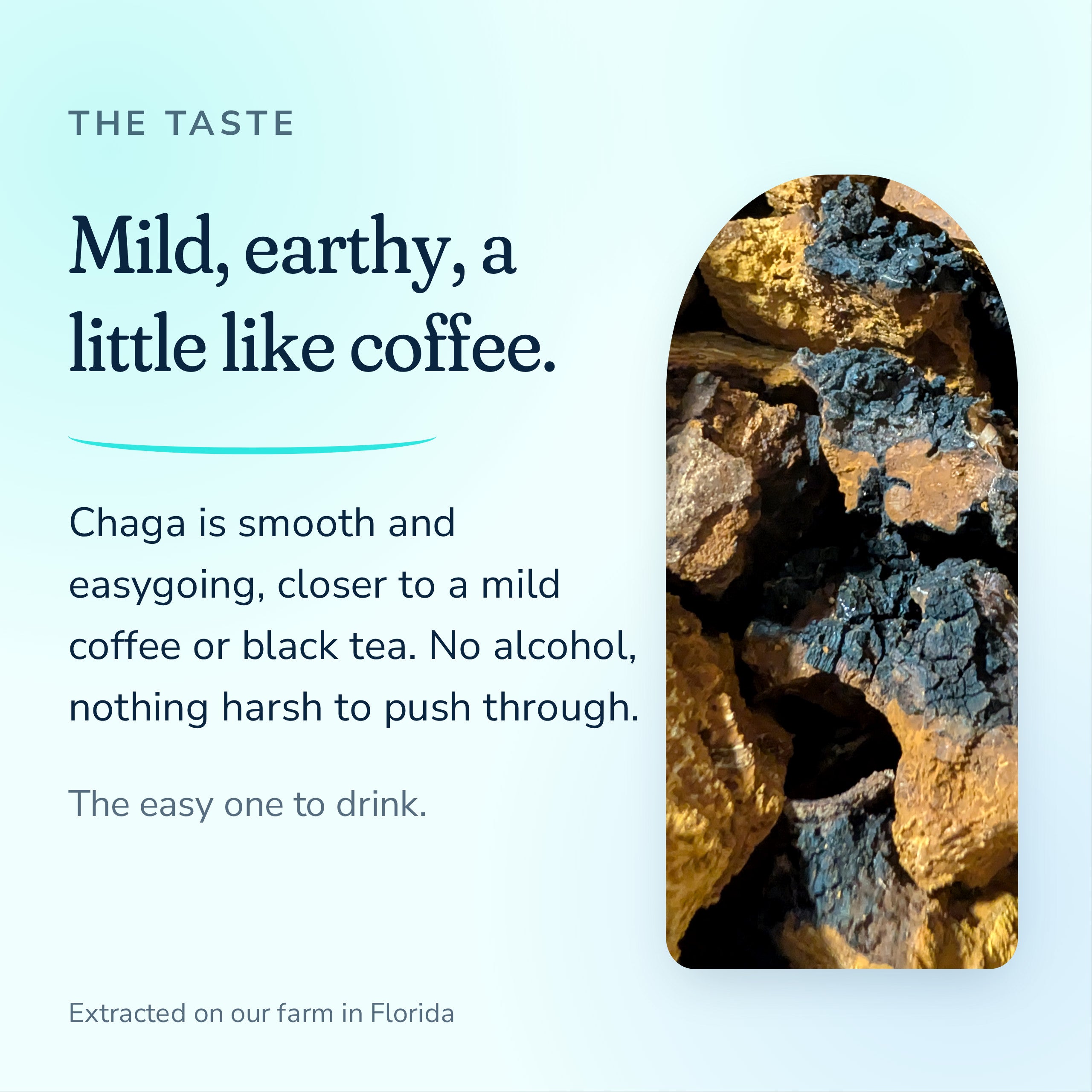 Chaga extract tastes mild and earthy, a little like coffee