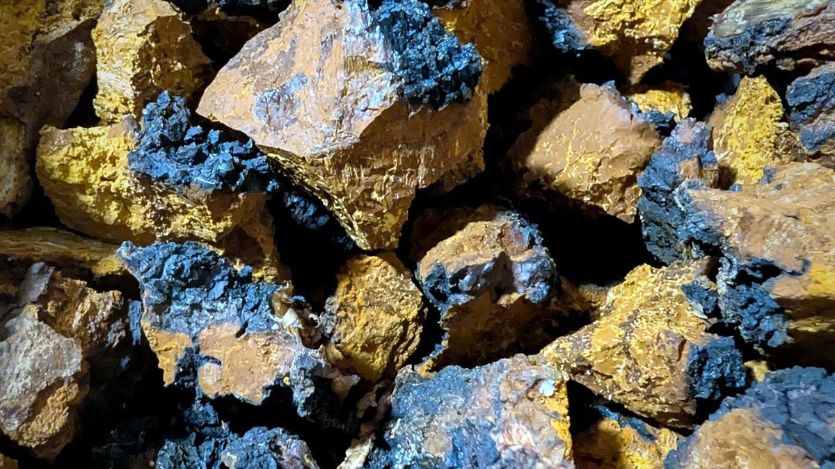 Chaga in pieces: the black crust outside, the gold inside.