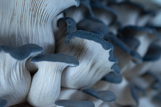 Blue Oysters
