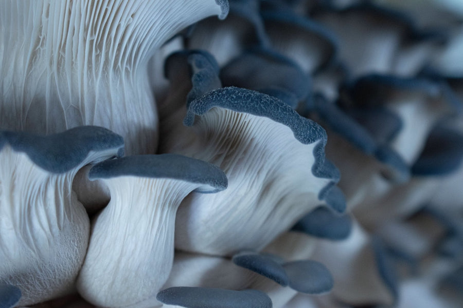 Fresh Pioppino Mushroom - Florida Shroom King