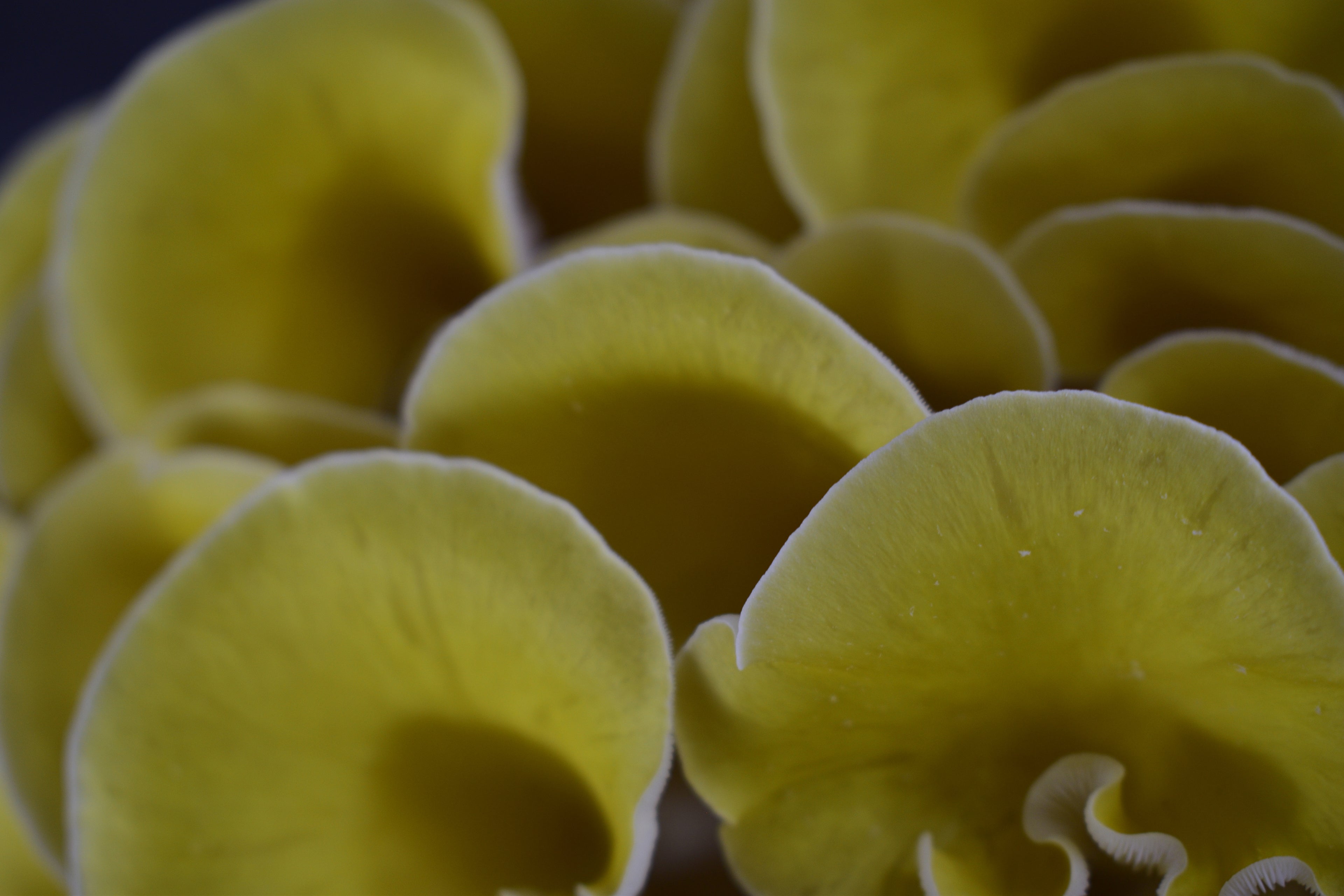 Gold Oyster Mushroom