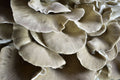 Fresh Italian Brown Oyster Mushroom - Florida Shroom King