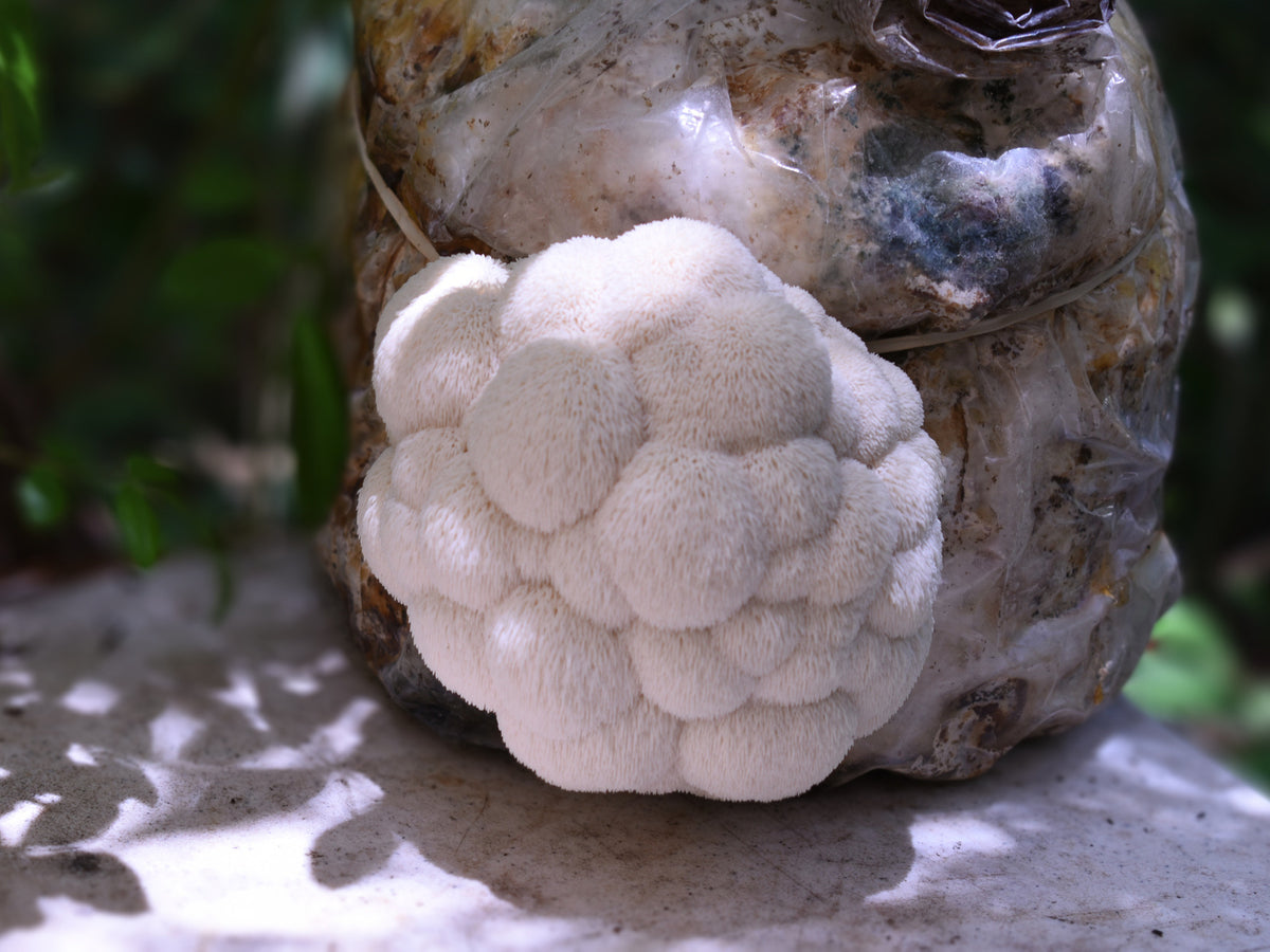 Fresh Lion's Mane in one of our shade houses in New Smyrna.