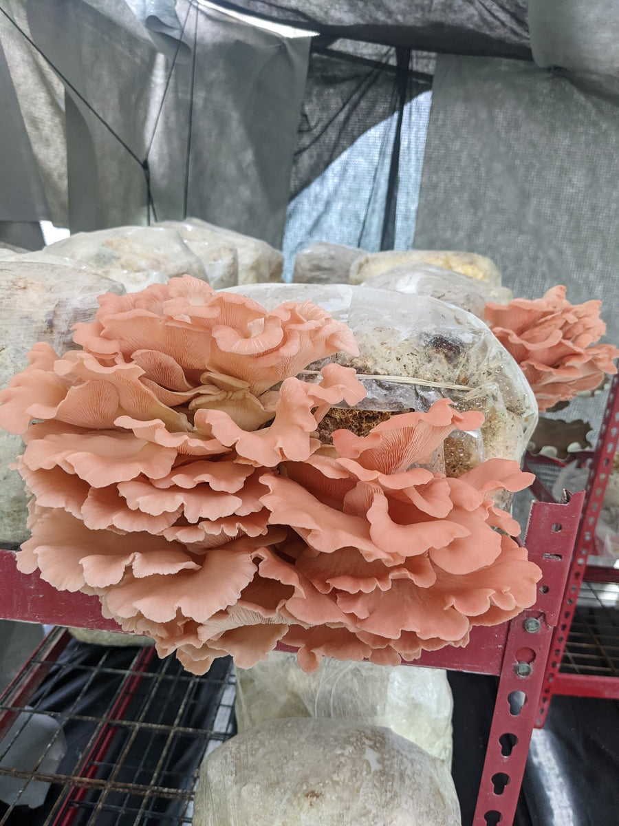 Fresh Pink Oyster Mushroom - Florida Shroom King