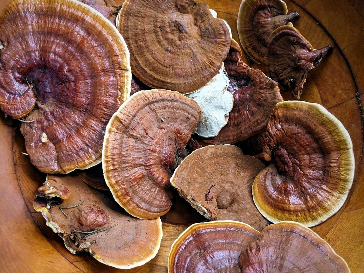 A bowl of Reishi picked and brought in.