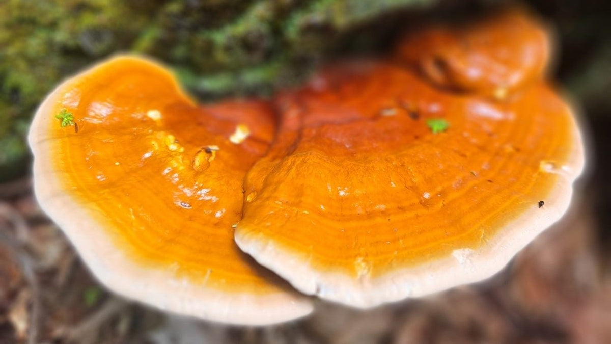 A wild Reishi conk growing on hemlock.