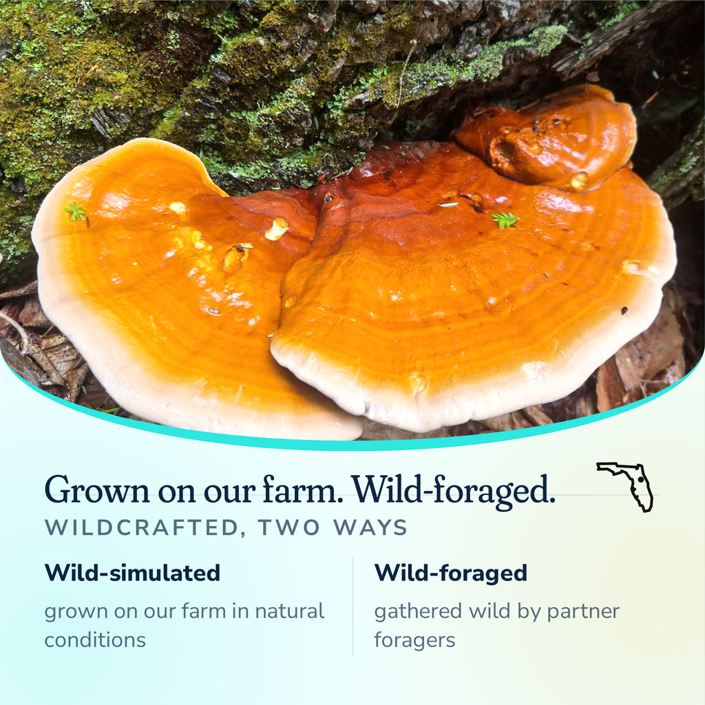 Red Reishi wildcrafted two ways, grown on our Florida farm and wild-foraged by partner foragers