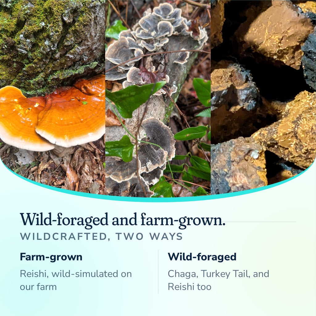 Trifecta is wildcrafted two ways, Reishi wild-simulated on our Florida farm plus wild-foraged Chaga, Turkey Tail and Reishi