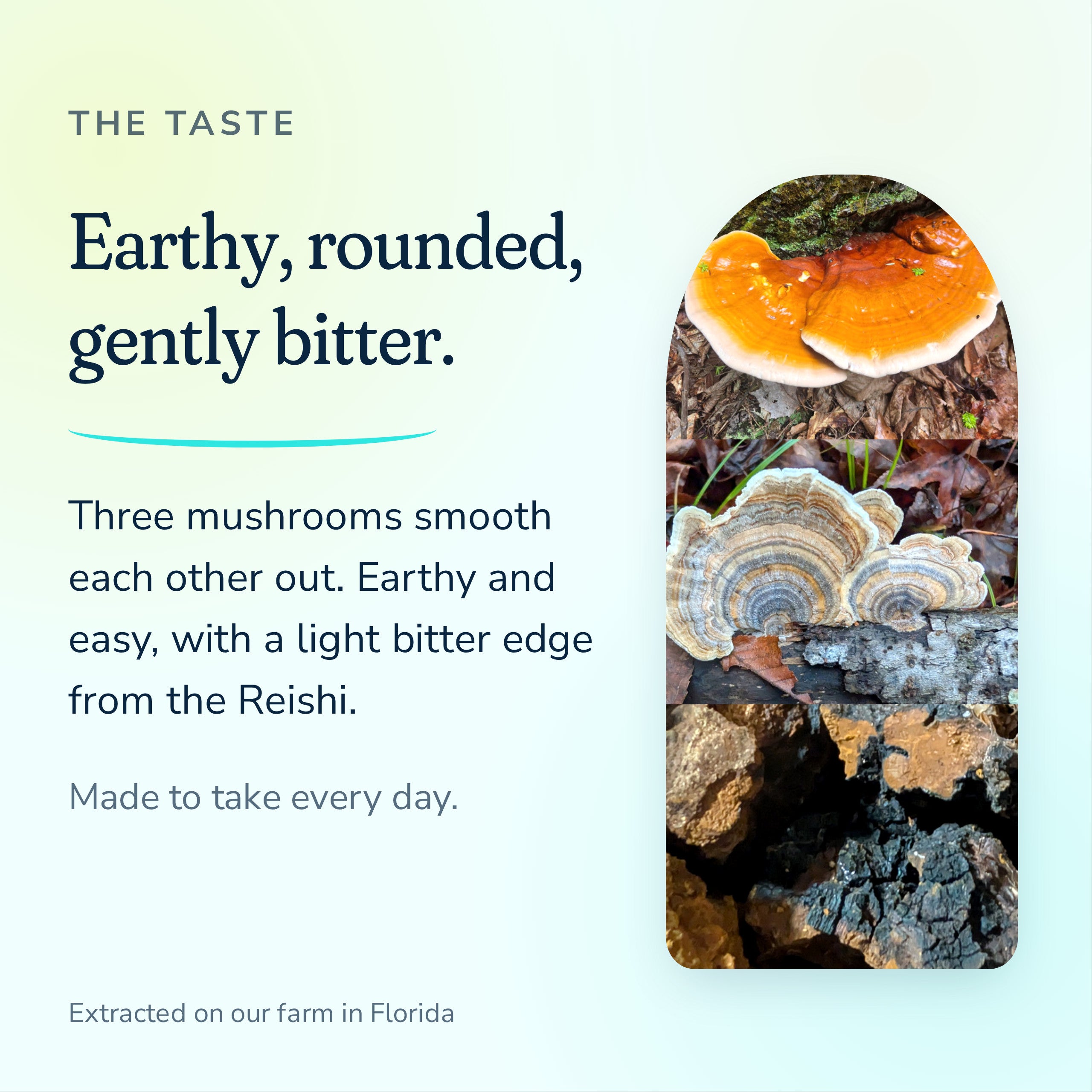Trifecta extract tastes earthy and rounded with a gentle bitter edge from the Reishi