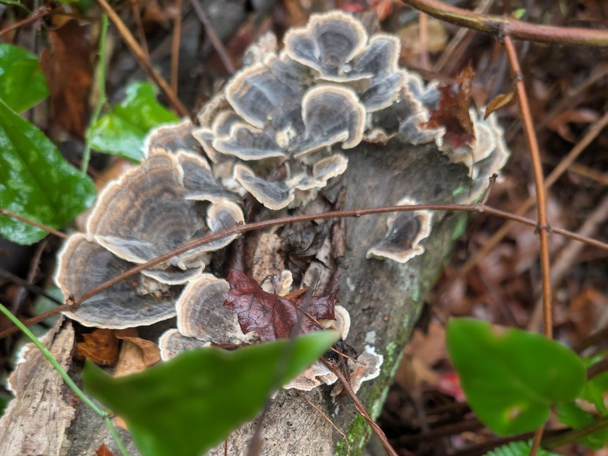 Turkey Tail on a mossy log.