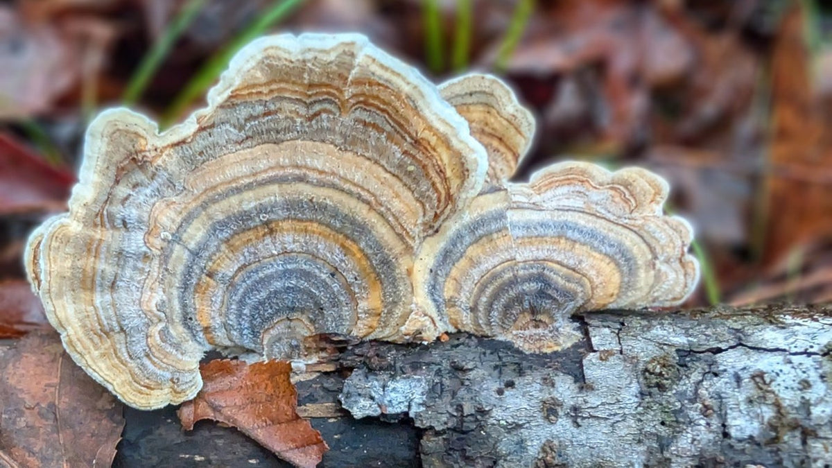 Turkey Tail on a fallen log. It grows on wood, never in soil.