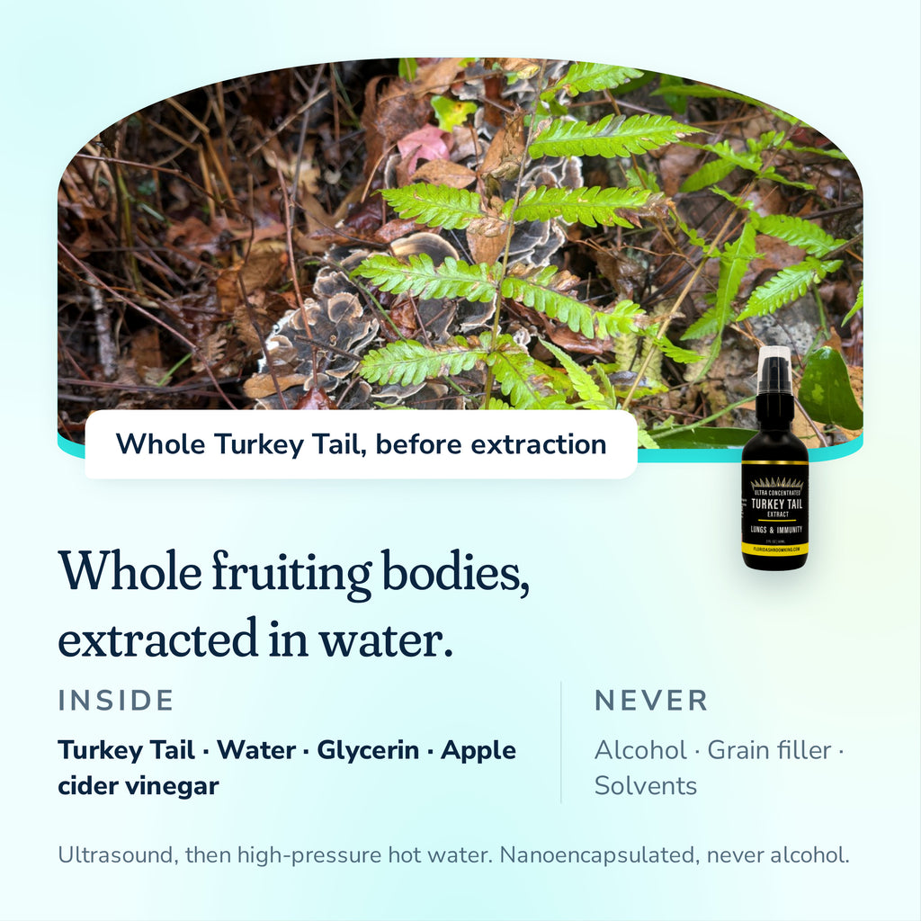 Whole Turkey Tail fruiting bodies extracted in water, no alcohol, grain filler or solvents