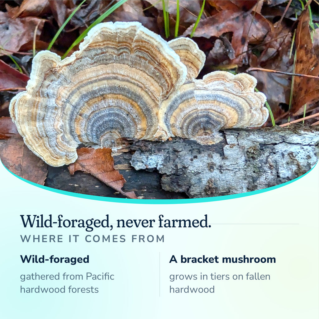 Wild-foraged Turkey Tail gathered from Pacific hardwood forests, never farmed, a bracket mushroom
