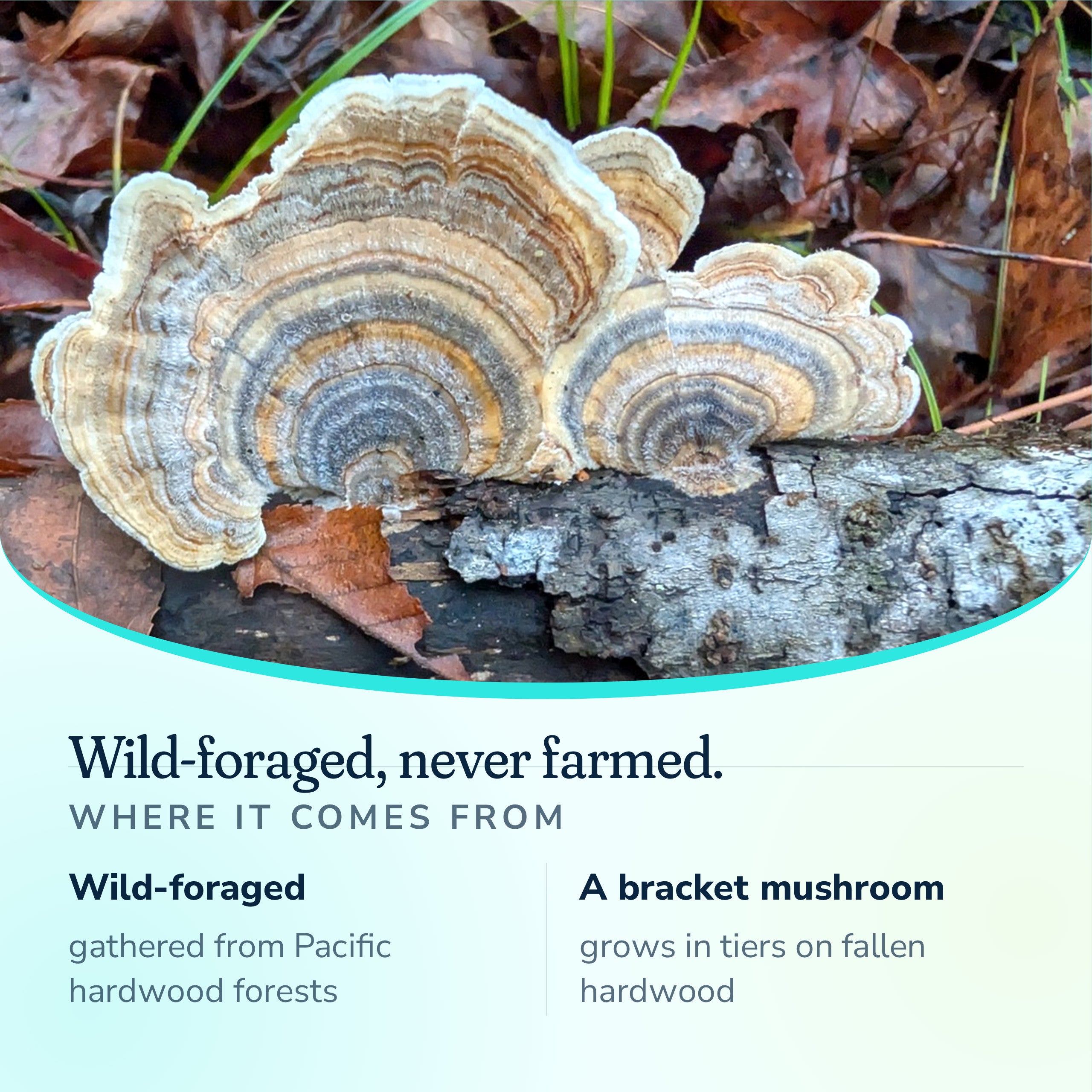 Wild-foraged Turkey Tail gathered from Pacific hardwood forests, never farmed, a bracket mushroom