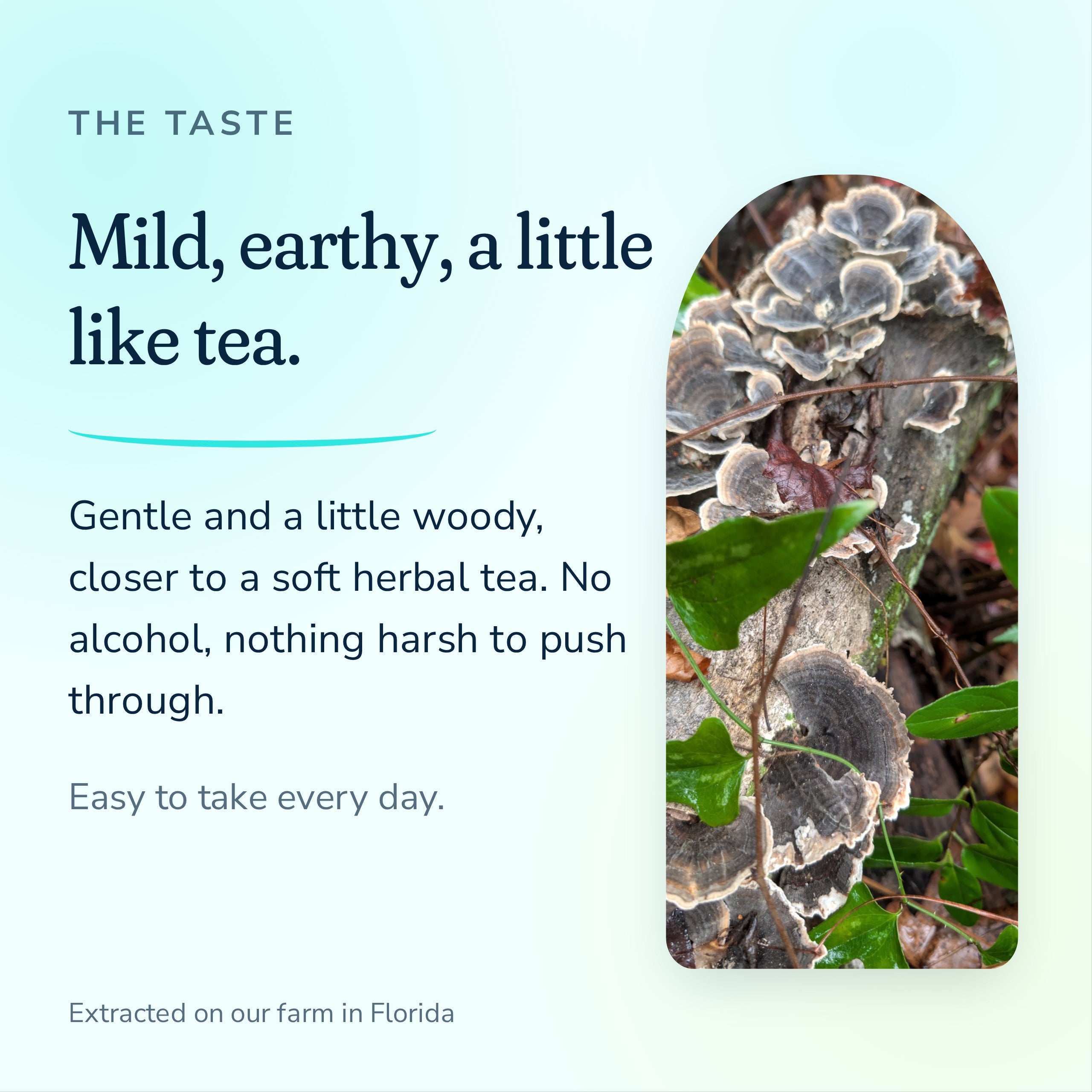 Turkey Tail extract tastes mild and earthy, a little like tea