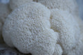Fresh Lion's Mane Mushroom - Florida Shroom King