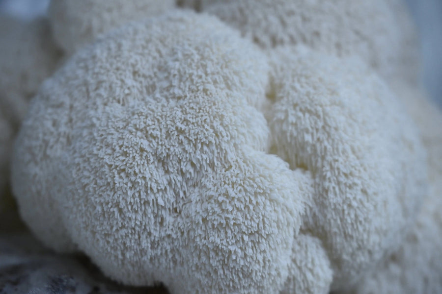 Fresh Lion's Mane Mushroom - Florida Shroom King
