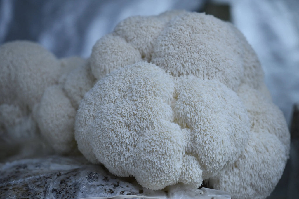 Fresh Lion's Mane Mushroom - Florida Shroom King