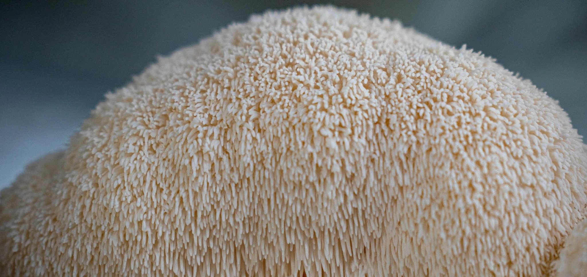 Fresh Lion's Mane Mushroom - Florida Shroom King, the best mushrooms in Florida