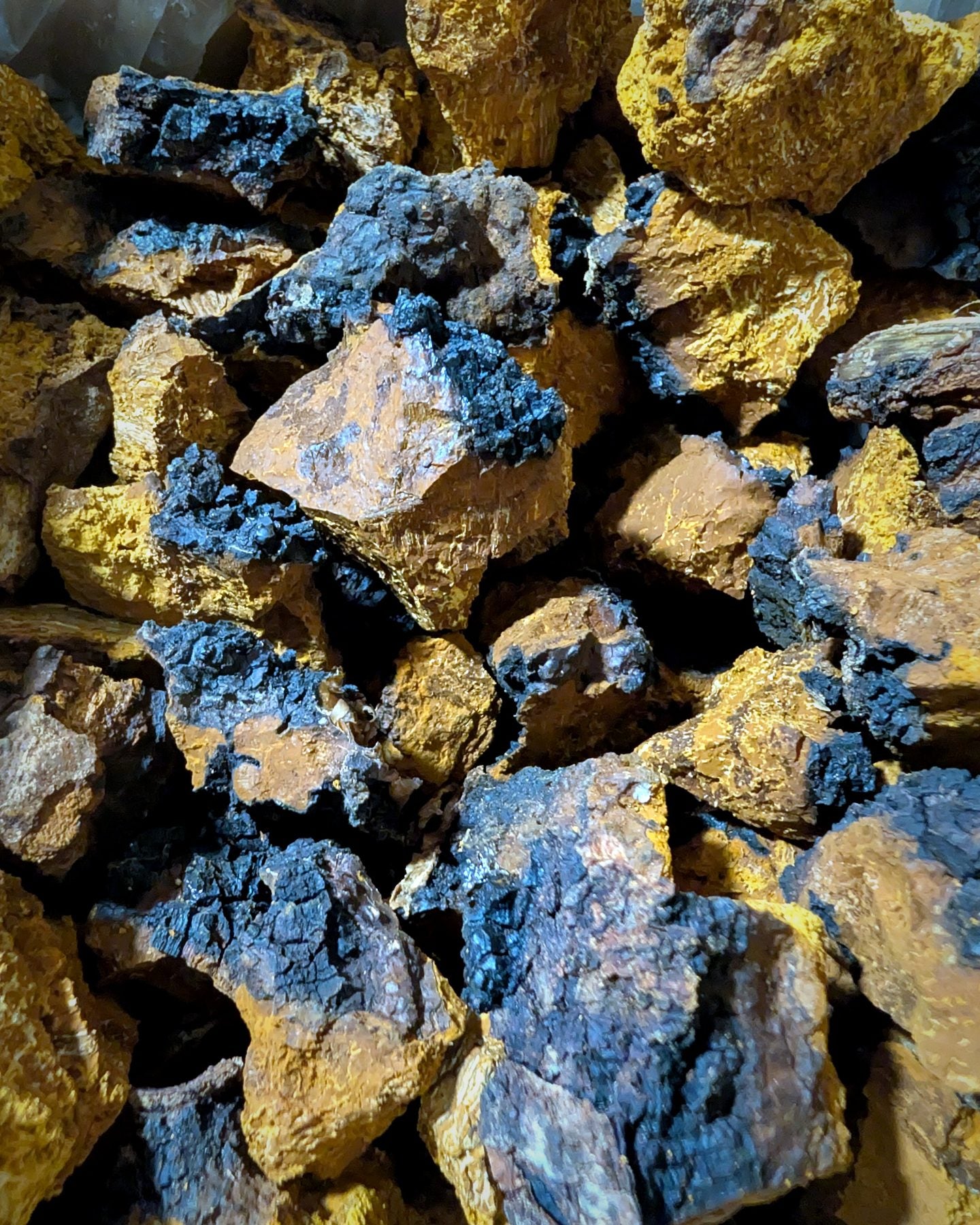 Chaga