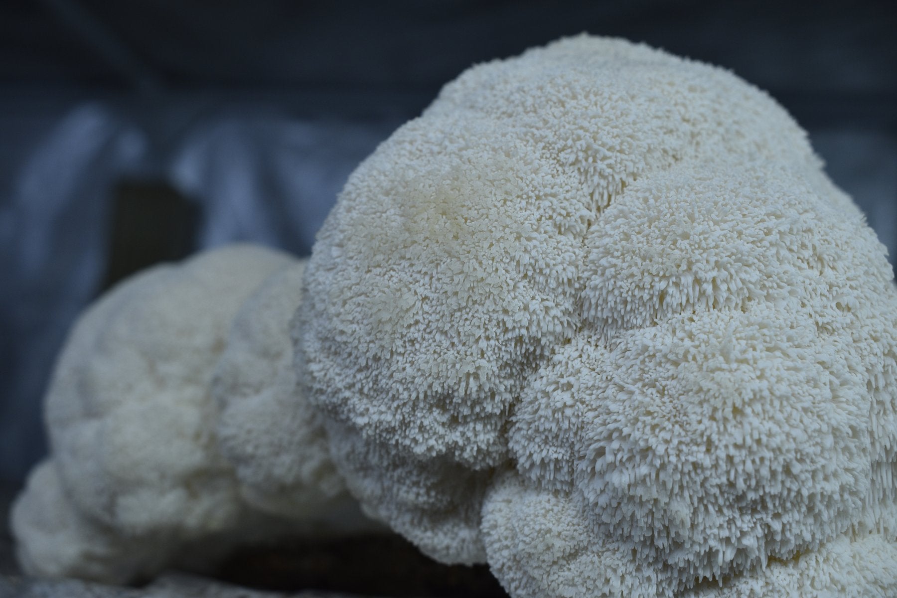 Fresh whole Lion's Mane mushroom with cascading white spines, grown by Florida Shroom King