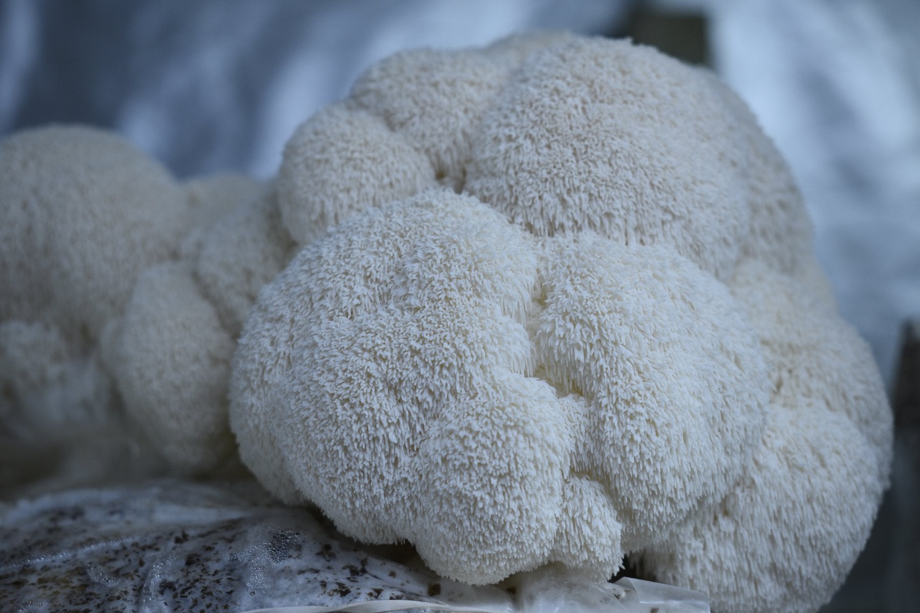 Fresh Lion's Mane mushroom fruiting from a grow bag, white pom-pom of soft spines, Florida Shroom King