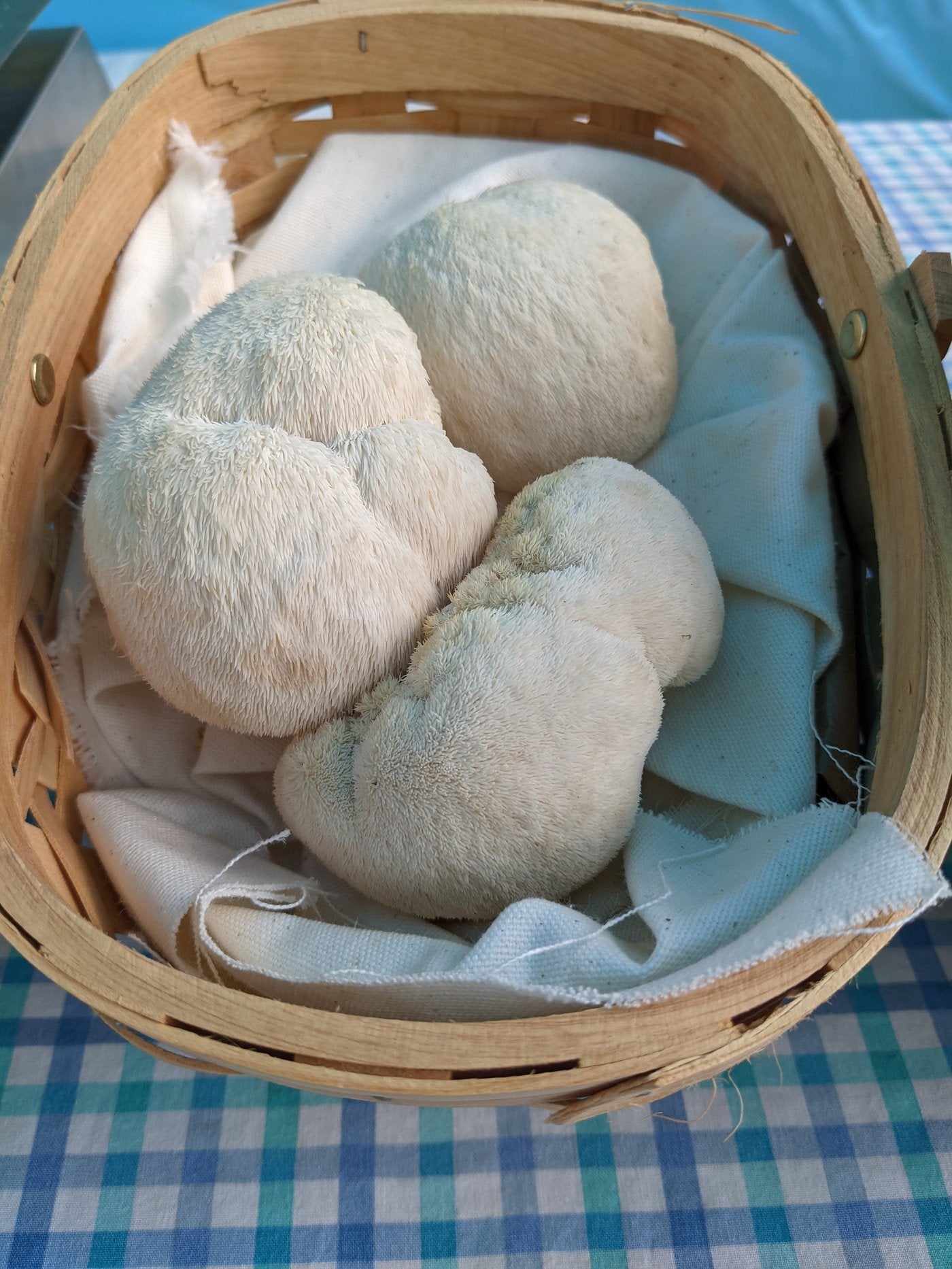 Three fresh whole Lion's Mane mushrooms in a wooden basket at the farmers market, Florida Shroom King
