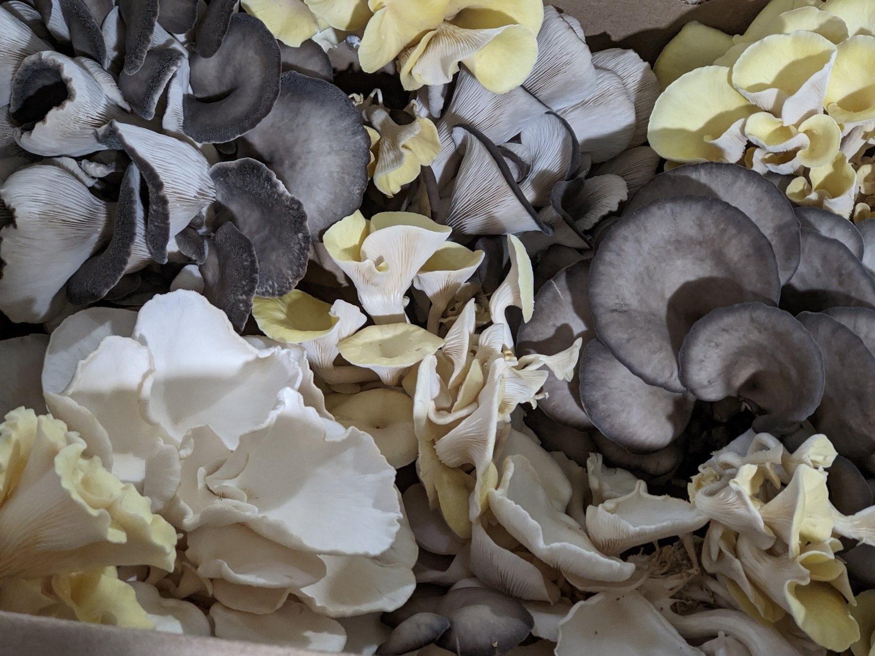 Box of freshly harvested grey, blue and yellow oyster mushrooms, Florida Shroom King