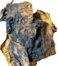 Wild-foraged Chaga