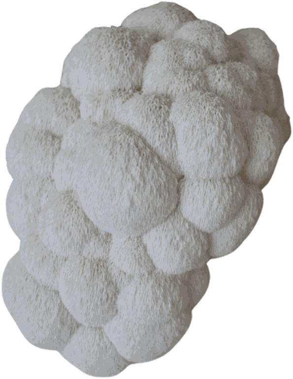 A Lion's Mane mushroom grown on our farm
