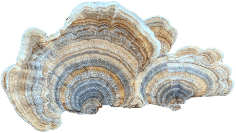 Wild-foraged Turkey Tail