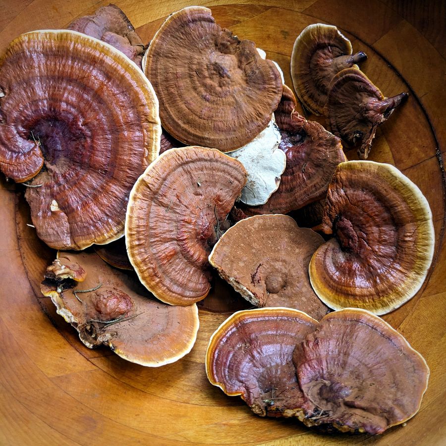 Reishi harvested on the farm