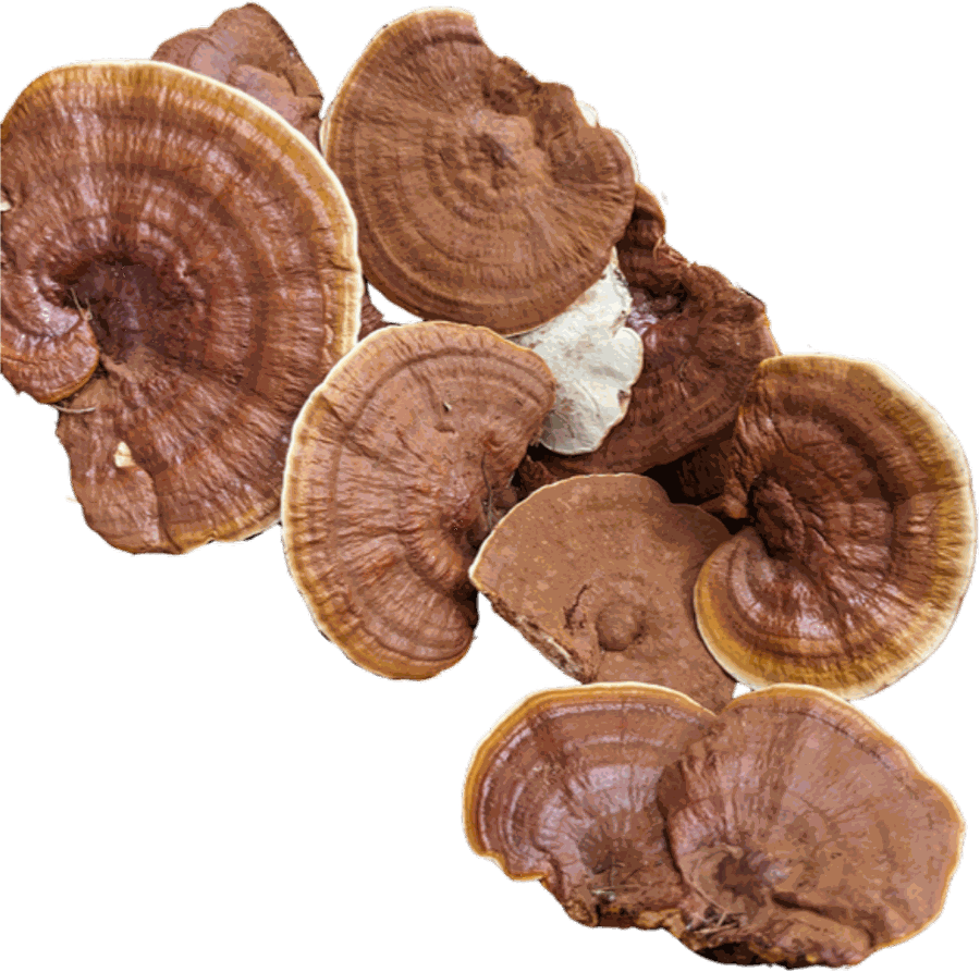 Reishi grown on the farm from a wild Florida strain