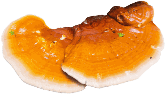 Wild-foraged Reishi
