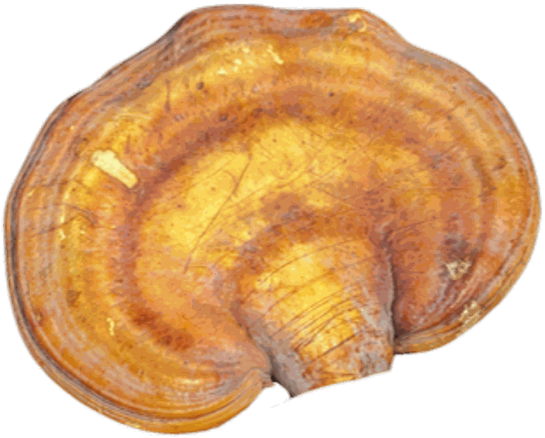 A whole Reishi conk